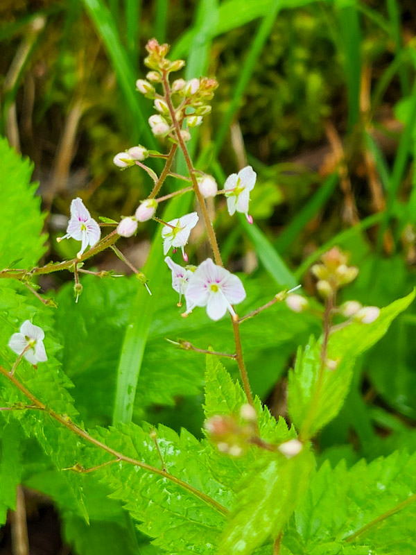 flora & fauna in Silz, Tirol